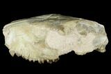 Fossil Oreodont (Merycoidodon) Skull - Wyoming #174372-7
